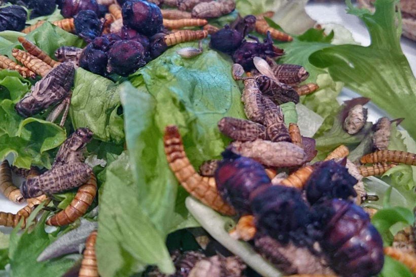 Entomophagy, Simplified: Why You Should Start Eating Insects Today ...